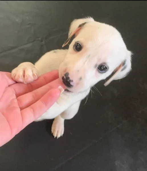 Dalmata cuccioli maschio e femmina | Foto 1
