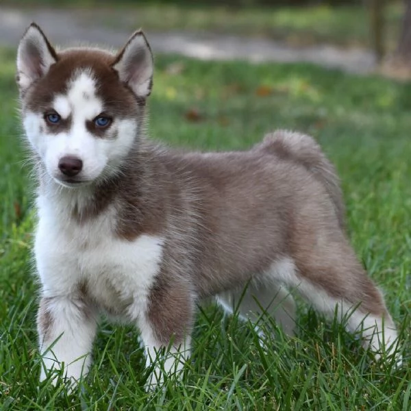 Siberian Husky cuccioli maschio e femmina