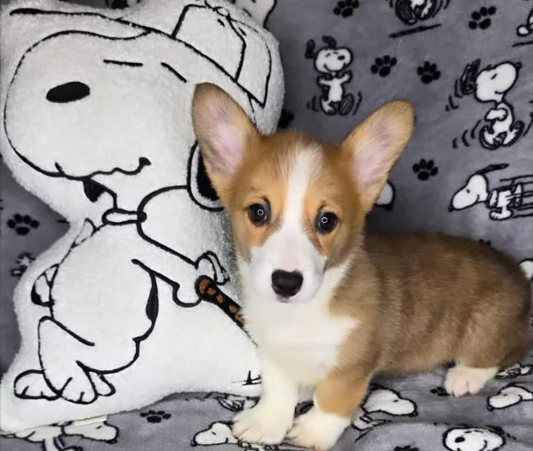 Welsh Corgi cuccioli maschio e femmina | Foto 0