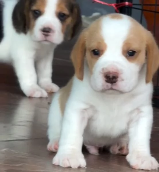 Beagle cuccioli maschio e femmina | Foto 1