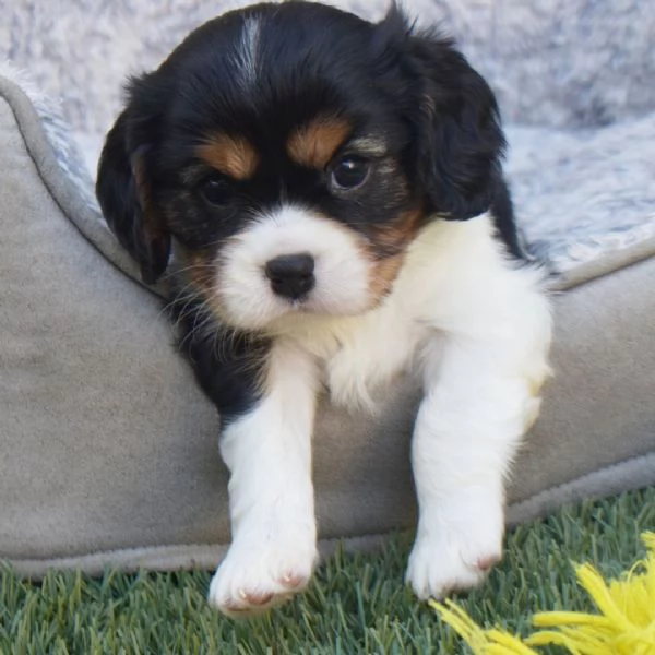 Cavalier King Charles cuccioli maschio e femmina