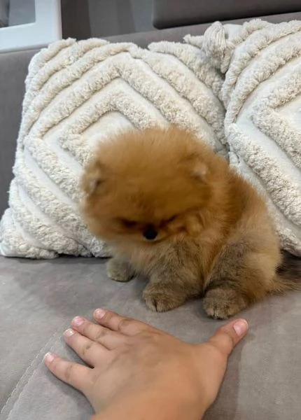Regalo Pomeranian toy Marronecuccioli maschio e femmina | Foto 1