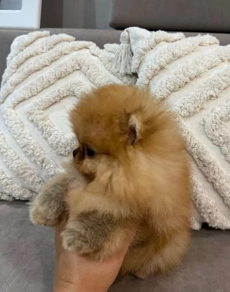 Regalo Pomeranian toy Marronecuccioli maschio e femmina