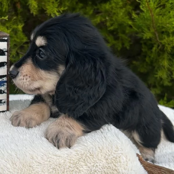 Bassotto nana cuccioli maschio e femmina
