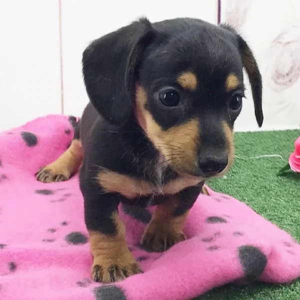 Bassotto nana cuccioli maschio e femmina | Foto 0