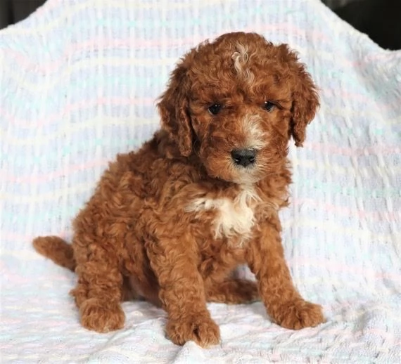 Barboncino Toy cuccioli maschio e femmina