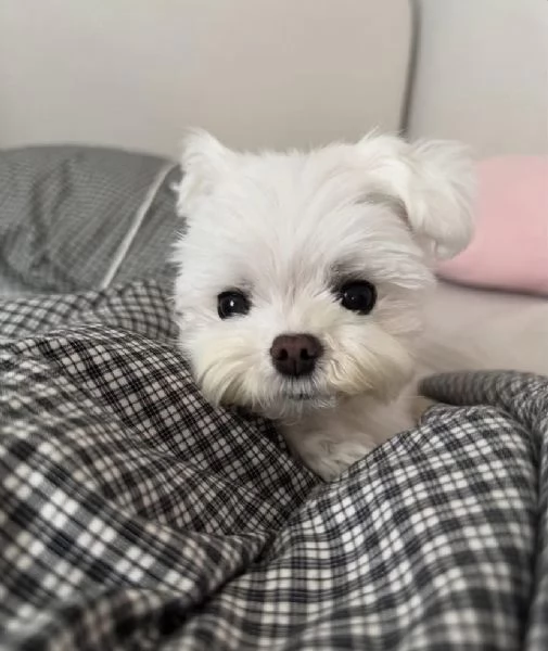 Maltese Toy cuccioli maschio e femmina