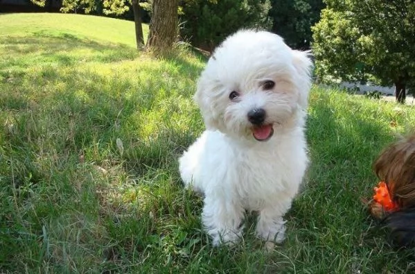 Regalo bolognese cuccioli maschio e femmina