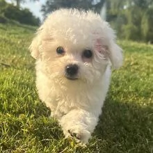 Regalo bolognese cuccioli maschio e femmina | Foto 0