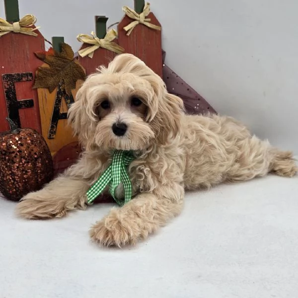 Maltipoo cuccioli maschio e femmina | Foto 0