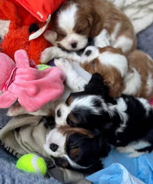 Cavalier King Charles cuccioli maschio e femmina