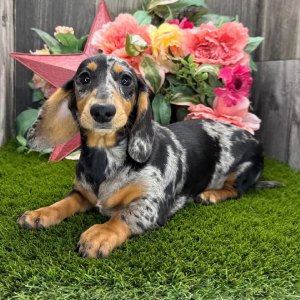 Bassotto cuccioli maschio e femmina