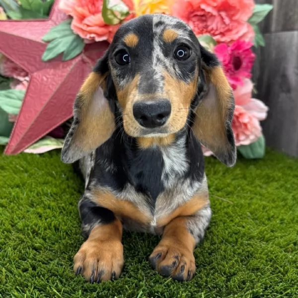 Bassotto cuccioli maschio e femmina | Foto 2