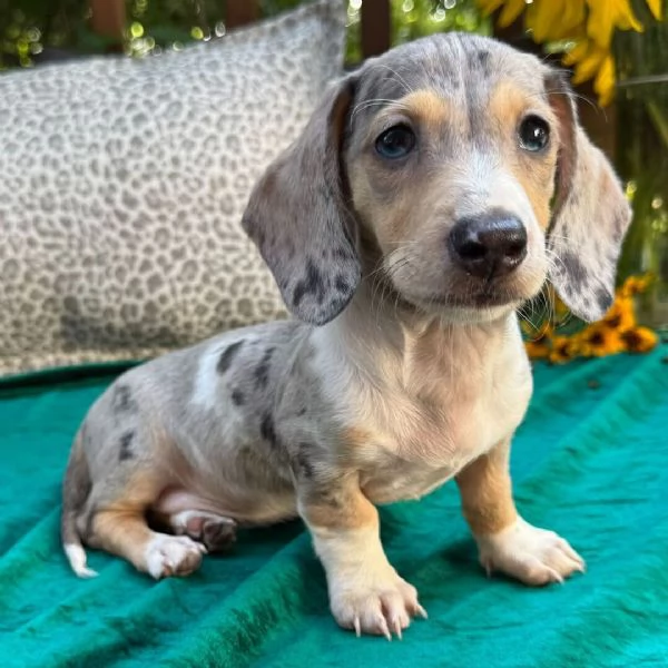 Bassotto cuccioli maschio e femmina | Foto 1