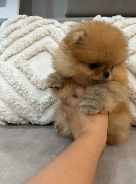 Pomeranian Toy cuccioli maschio e femmina | Foto 0
