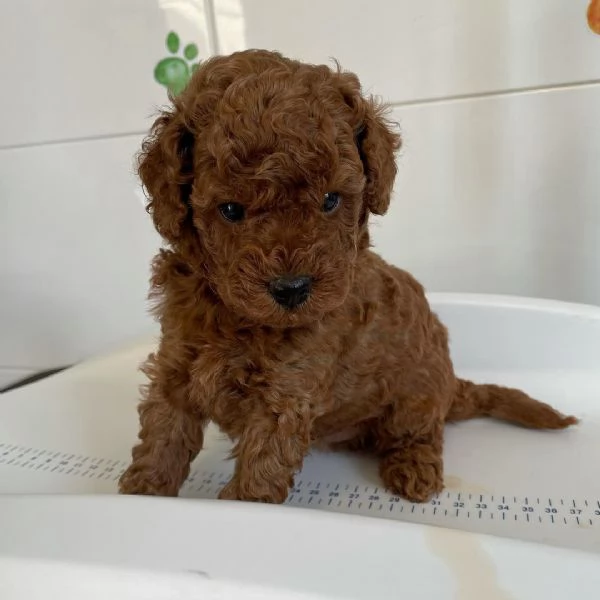 Regalo  Barboncino Toy cuccioli maschio e femmina | Foto 1