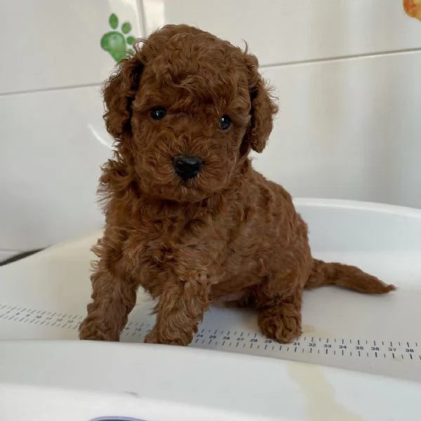 Regalo  Barboncino Toy cuccioli maschio e femmina | Foto 0