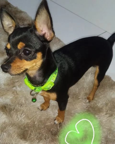 Pinscher Mini cuccioli maschio e femmina | Foto 0