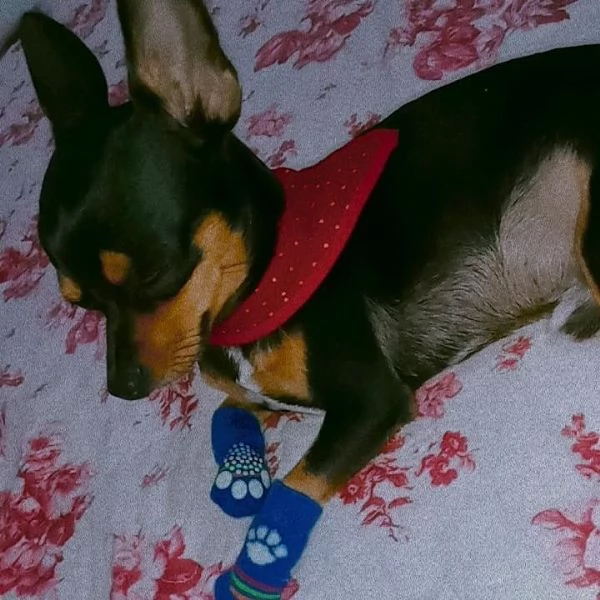 Pinscher Mini cuccioli maschio e femmina