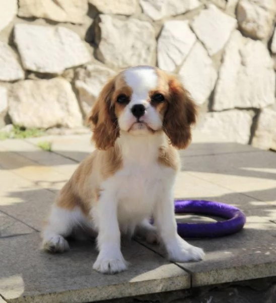 Cavalier King Charles cuccioli maschio e femmina | Foto 1