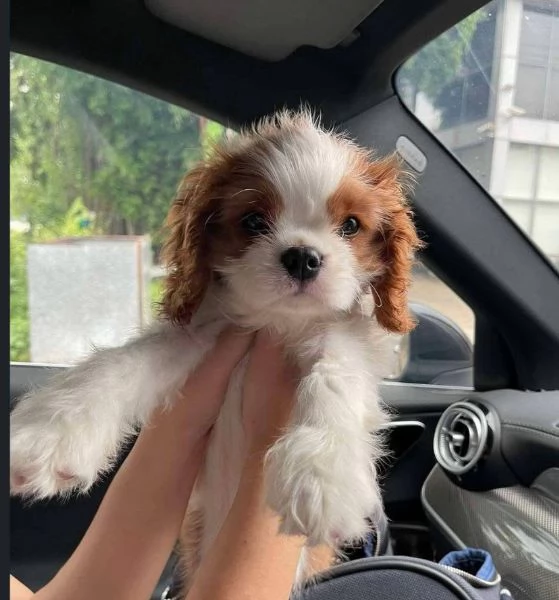 Cavalier King Charles cuccioli maschio e femmina | Foto 0