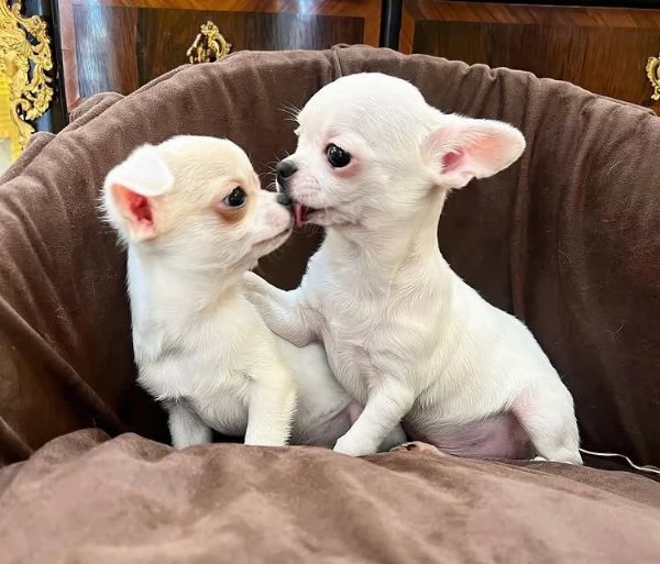 Chihuahua Toy cuccioli maschio e femmina