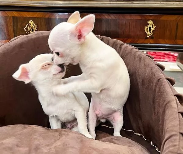 Chihuahua Toy cuccioli maschio e femmina | Foto 0