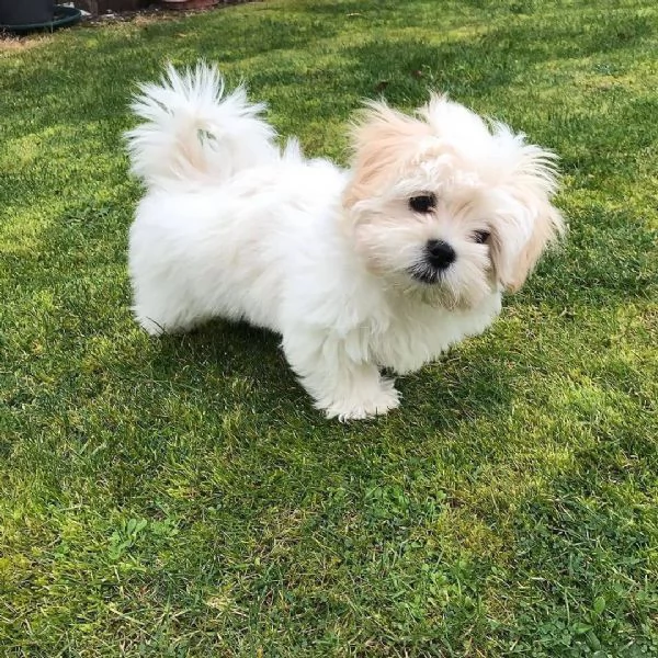 Maltese Toy cuccioli maschio e femmina