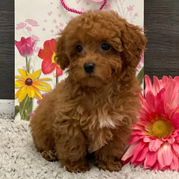 Barboncino Toy cuccioli maschio e femmina