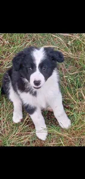 Border collie cuccioli maschio e femmina