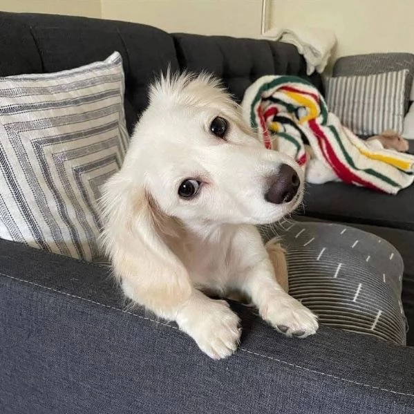 Bassotto nana cuccioli maschio e femmina