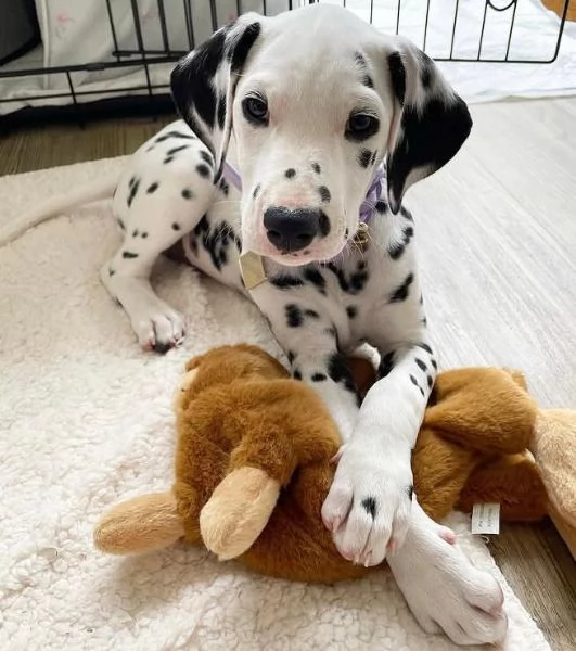 Dalmata cuccioli maschio e femmina
