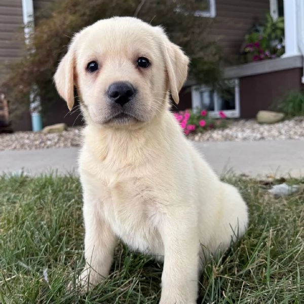 Labrador Retriever cuccioli maschio e femmina | Foto 0