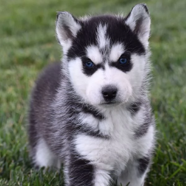  Siberian Husky cuccioli maschio e femmina