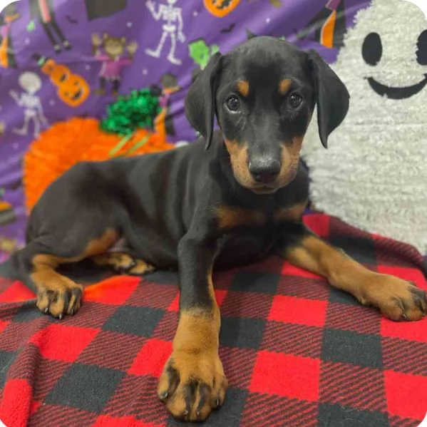 Dobermann cuccioli maschio e femmina | Foto 1