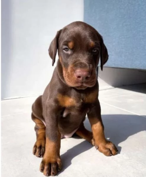 Dobermann cuccioli maschio e femmina
