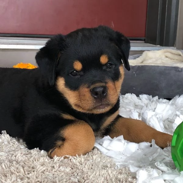 Regalo Rottweiler cuccioli maschio e femmina | Foto 0