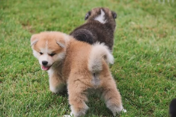 Akita Inu  cuccioli maschio e femmina