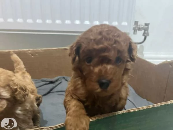 Barboncino toy red | Foto 1