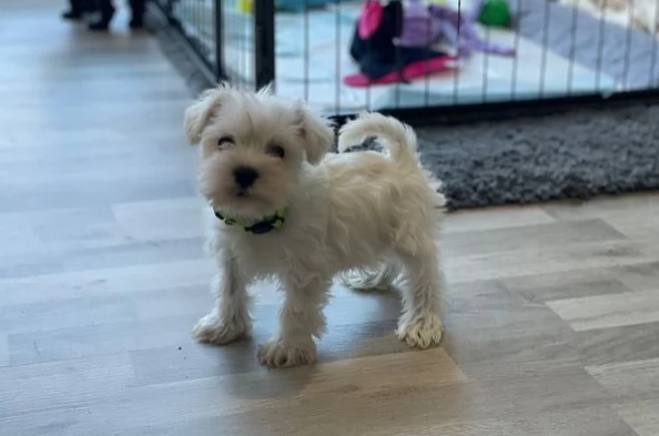 Splendidi cuccioli di Schnauzer pronti
