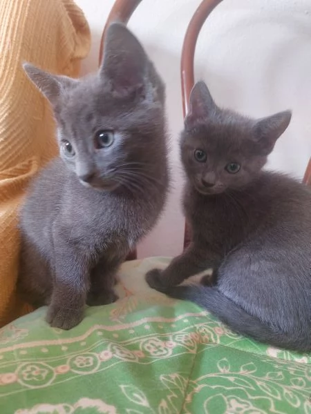 Gattini grigi in adozione 