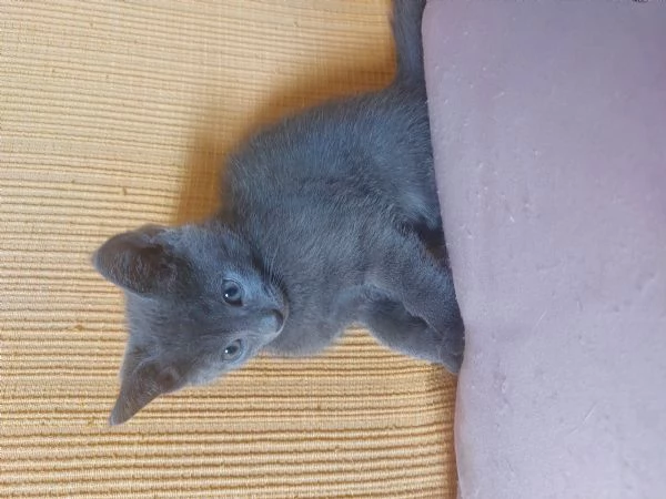 Gattini grigi in adozione  | Foto 1
