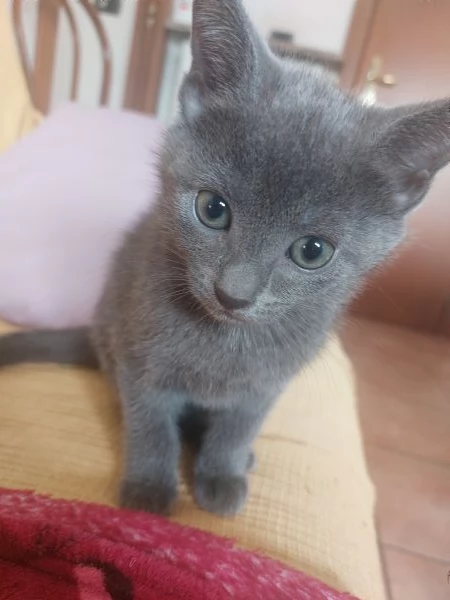 Gattini grigi in adozione  | Foto 0