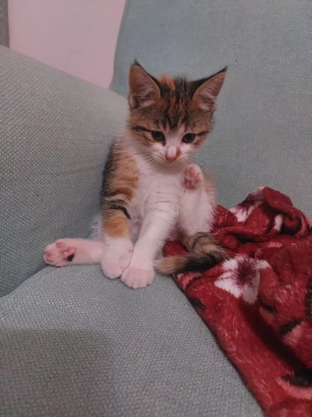 Gattina  | Foto 1