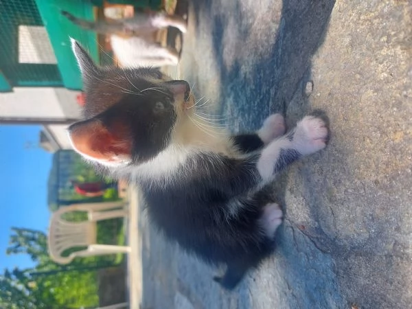 Gattini in adozione | Foto 0