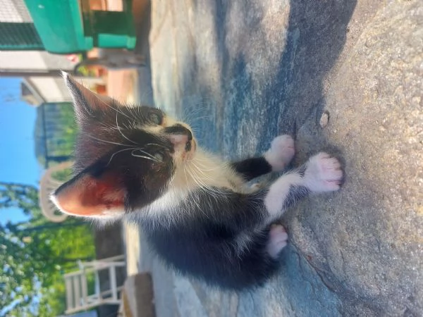 Gattini in adozione