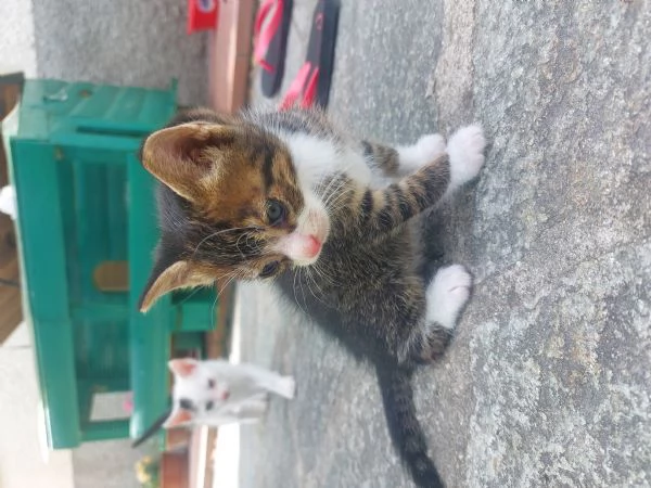Gattini in adozione 