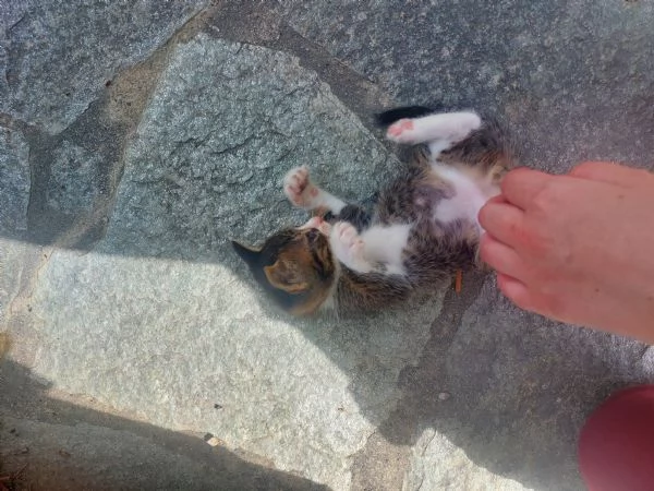 Gattini in adozione  | Foto 2