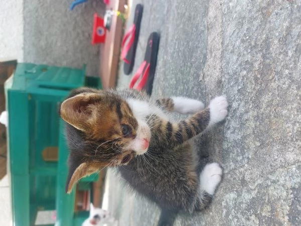Gattini in adozione  | Foto 1