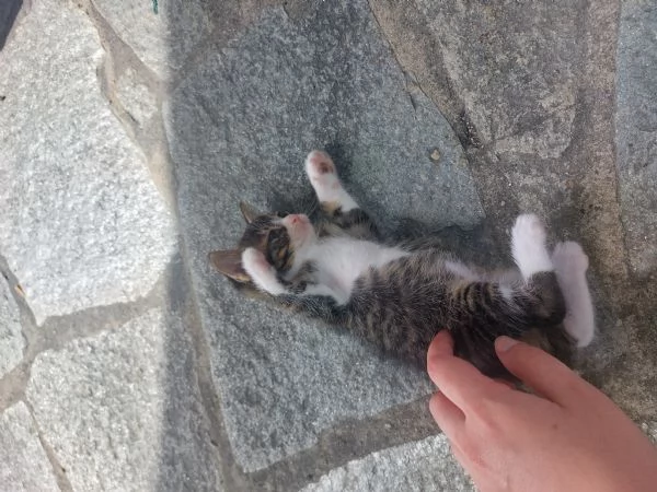 Gattini in adozione  | Foto 0